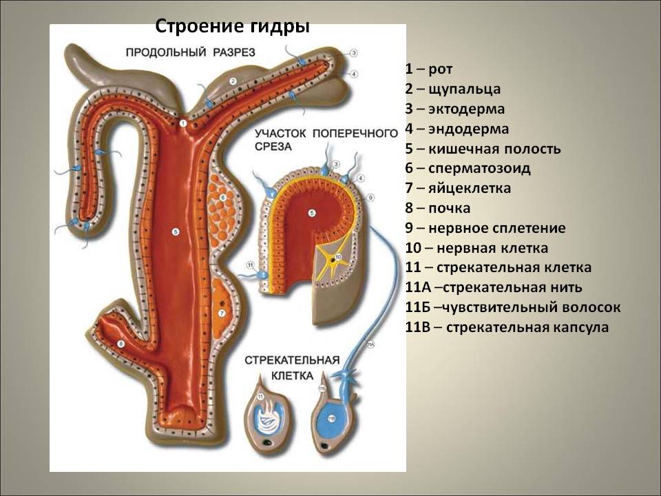 Кракен тор текст